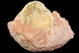 Fluorescent Calcite Geode In Sandstone - Morocco #69896-1